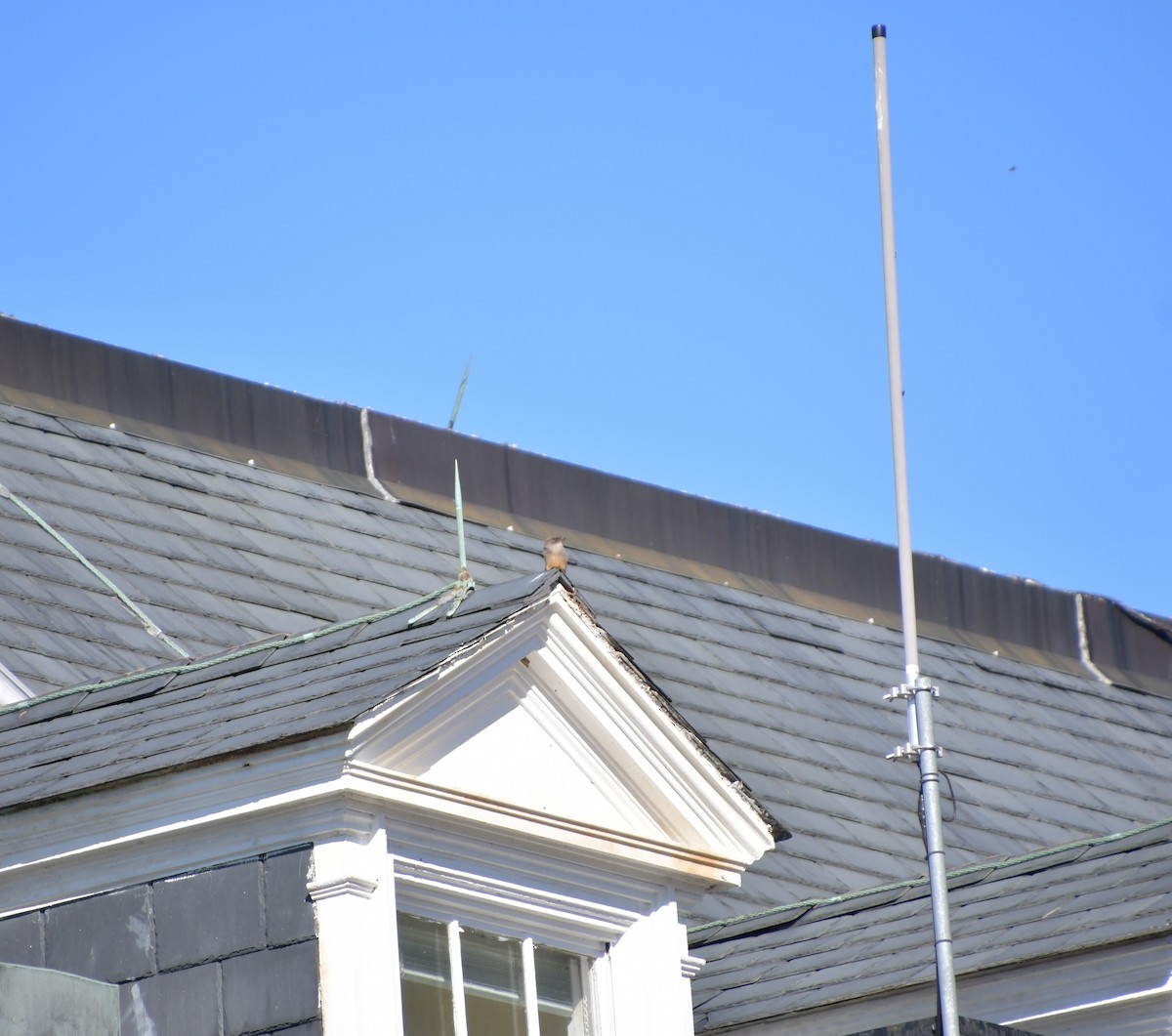 Say's Phoebe - ML615606078