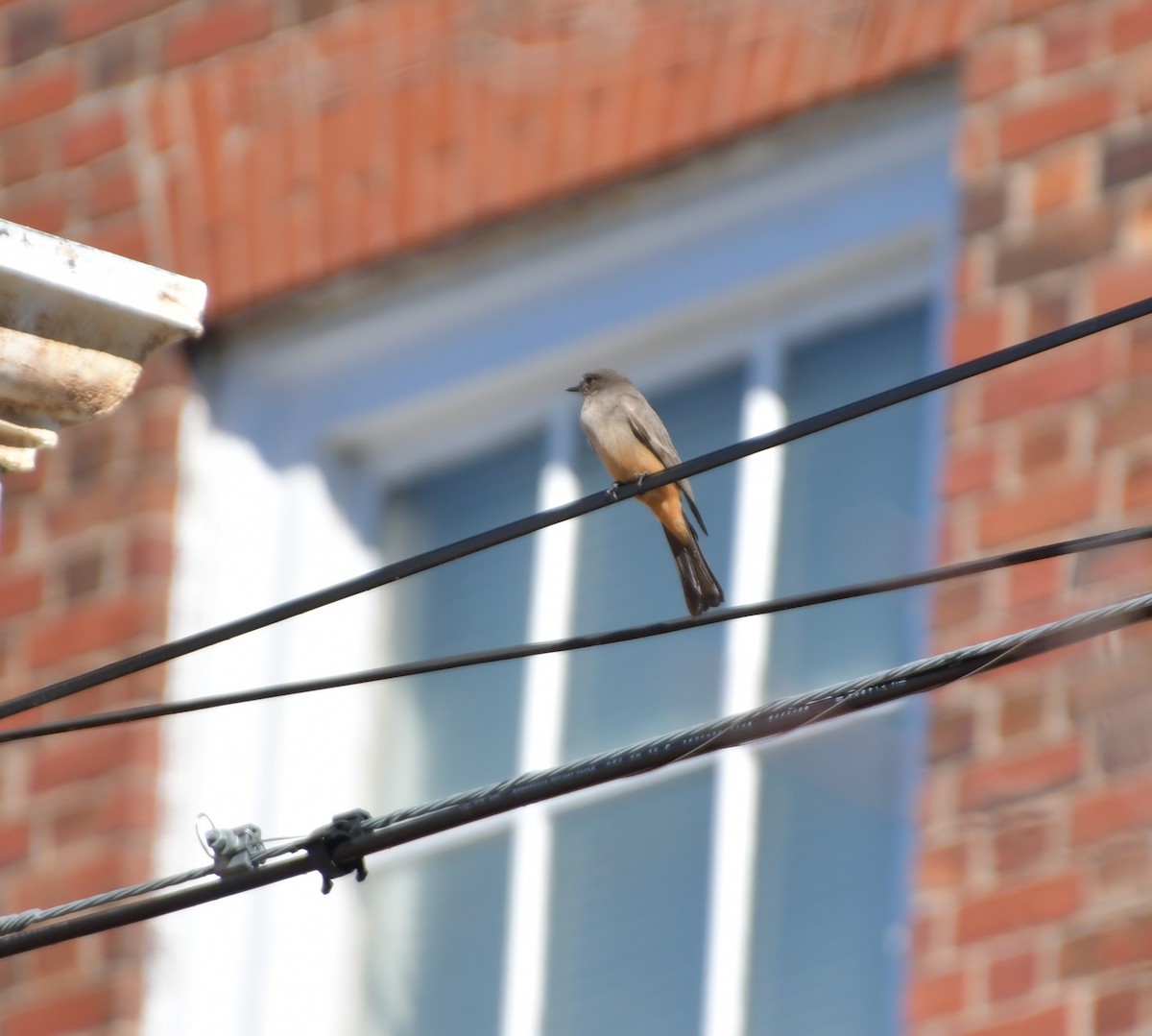 Say's Phoebe - ML615606100