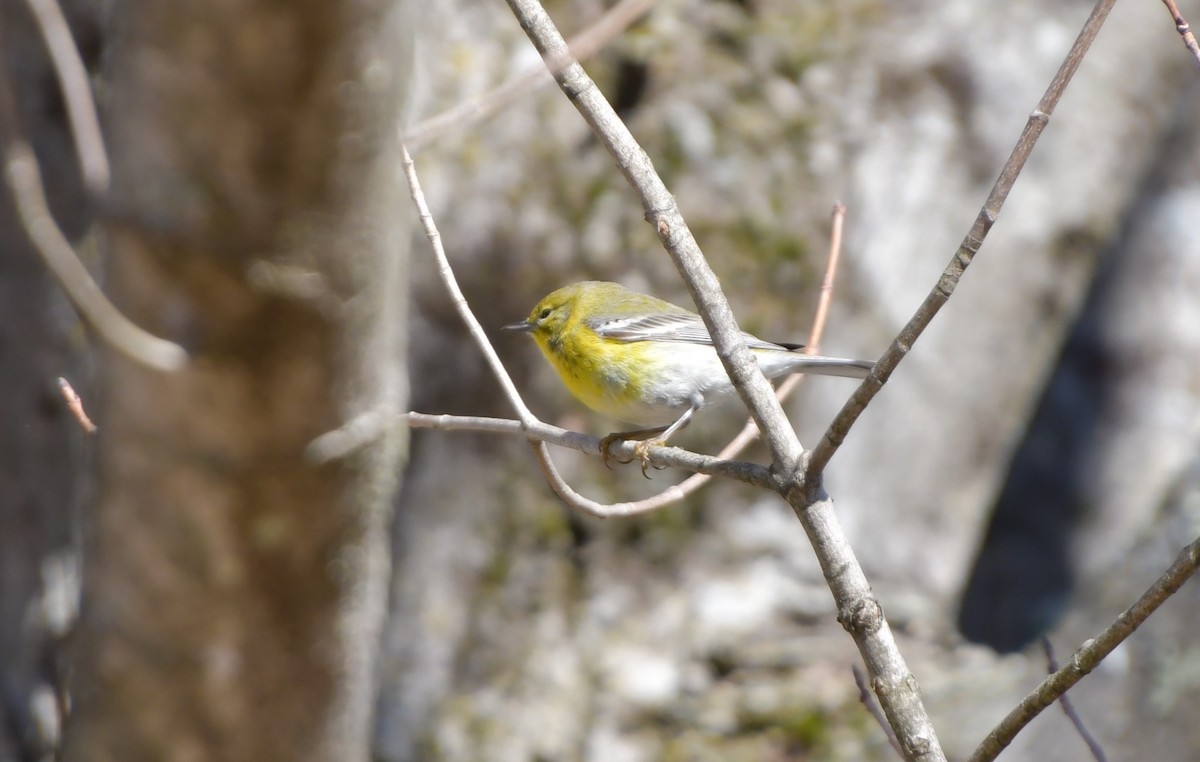 Pine Warbler - Kenton Griffis