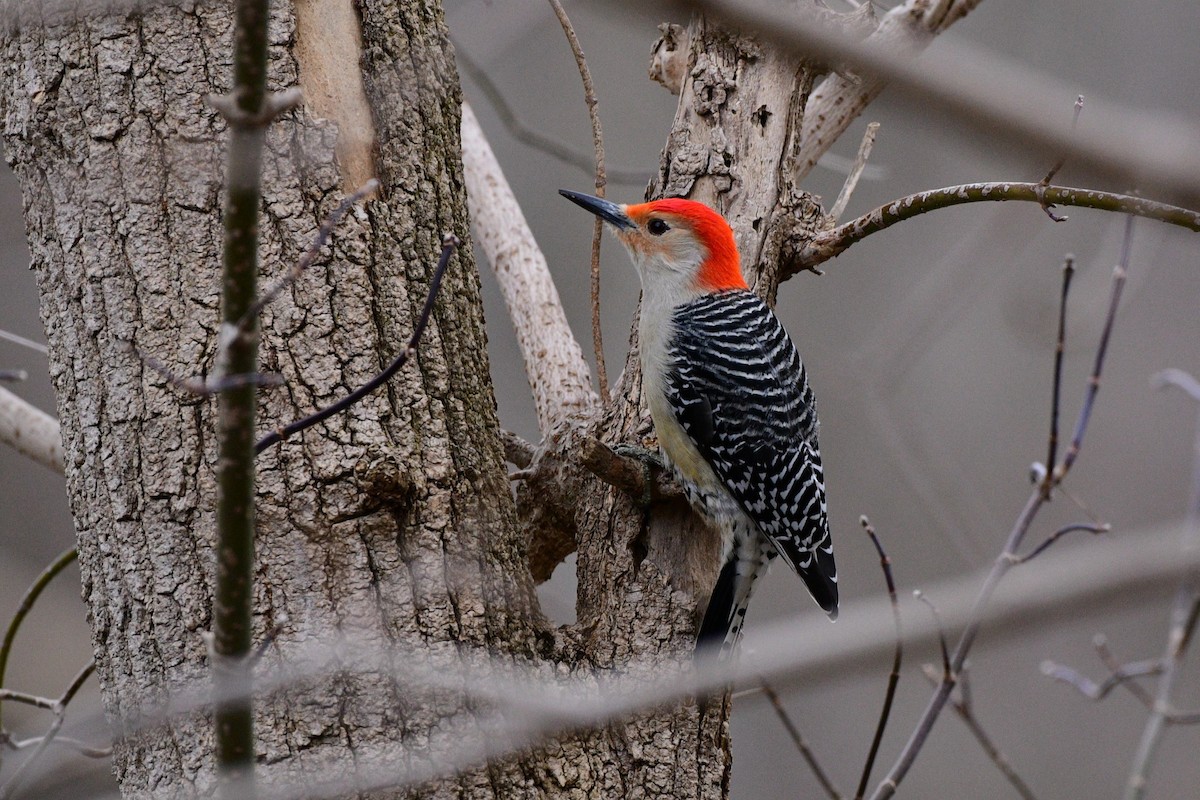 Red-bellied Woodpecker - Meaghan Richard