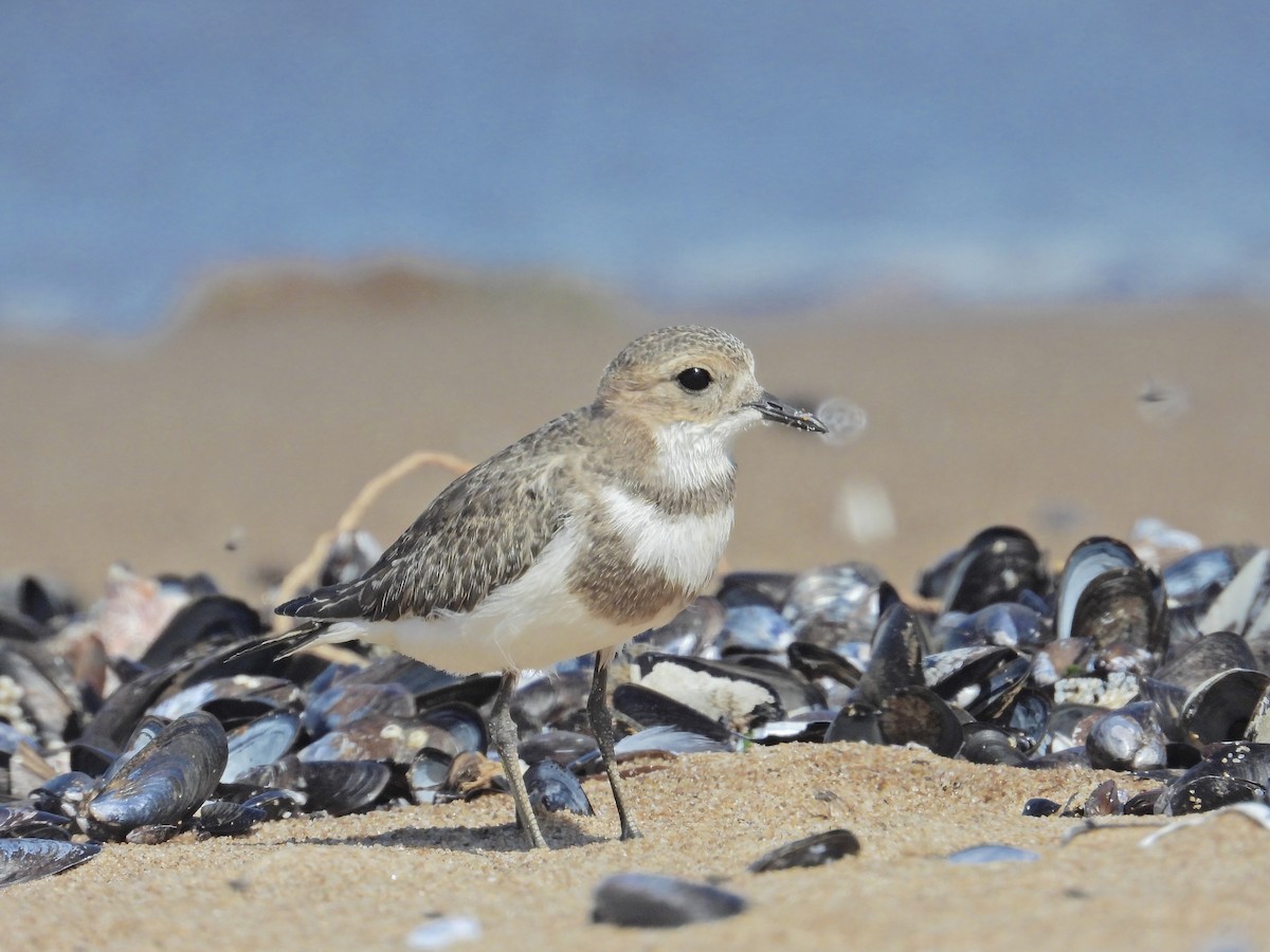 Two-banded Plover - ML615606154