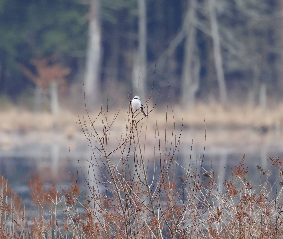 Northern Shrike - ML615606231