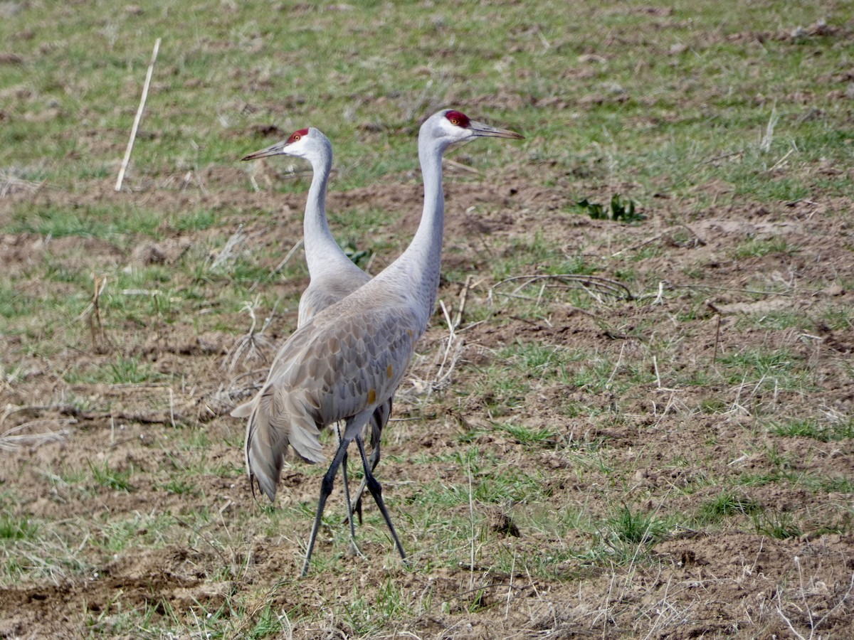 Grulla Canadiense - ML615606249