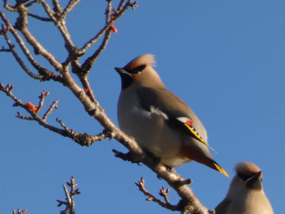 Bohemian Waxwing - ML615606258