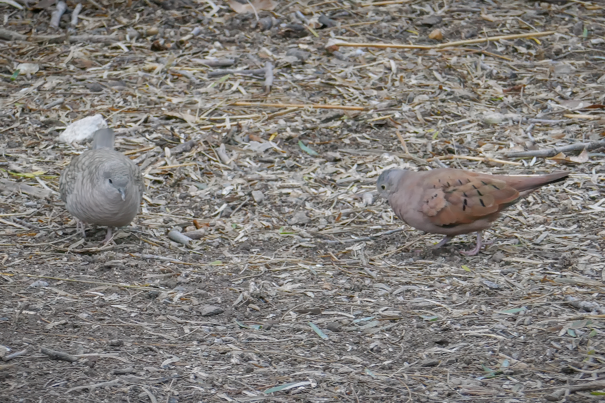 Ruddy Ground Dove - ML615606291