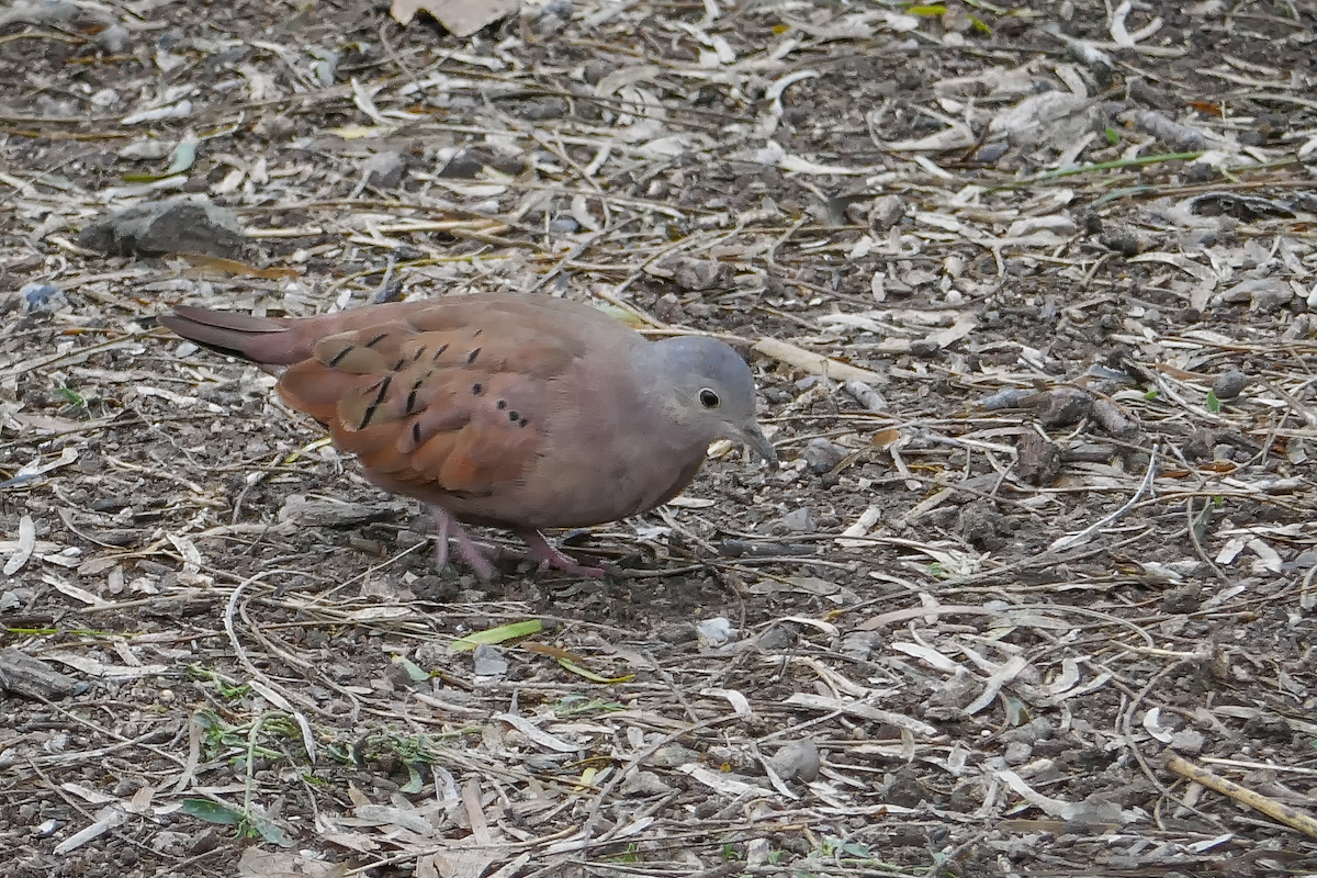 Ruddy Ground Dove - ML615606292