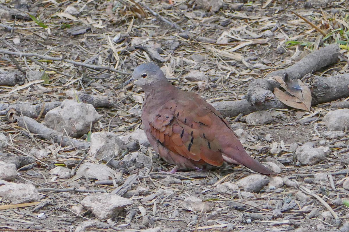 Ruddy Ground Dove - ML615606294