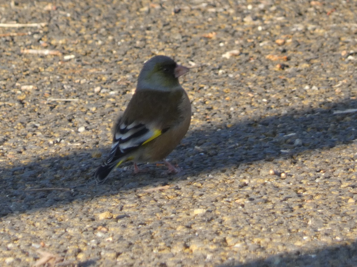 Oriental Greenfinch - ML615606299