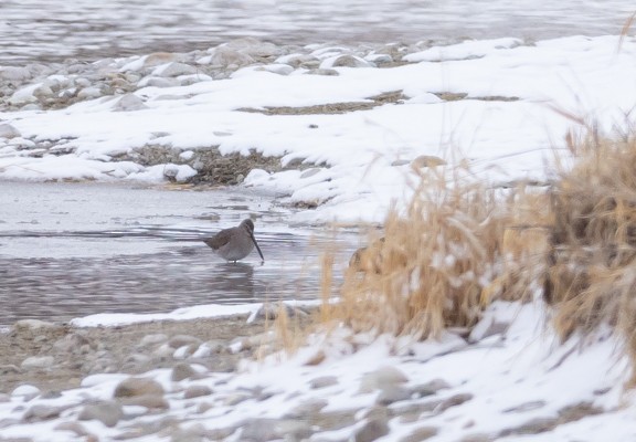 Long-billed Dowitcher - ML615606314