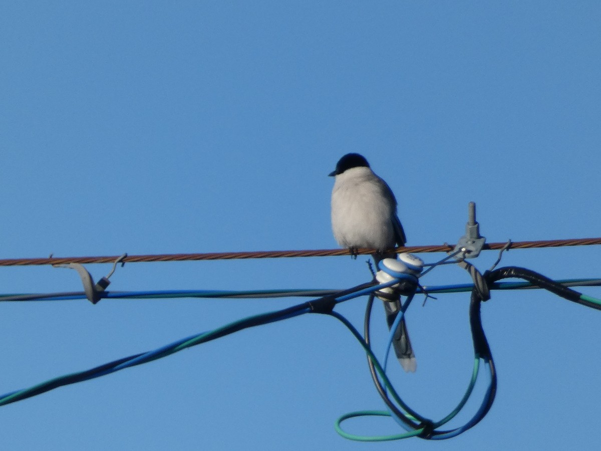 Azure-winged Magpie - ML615606338