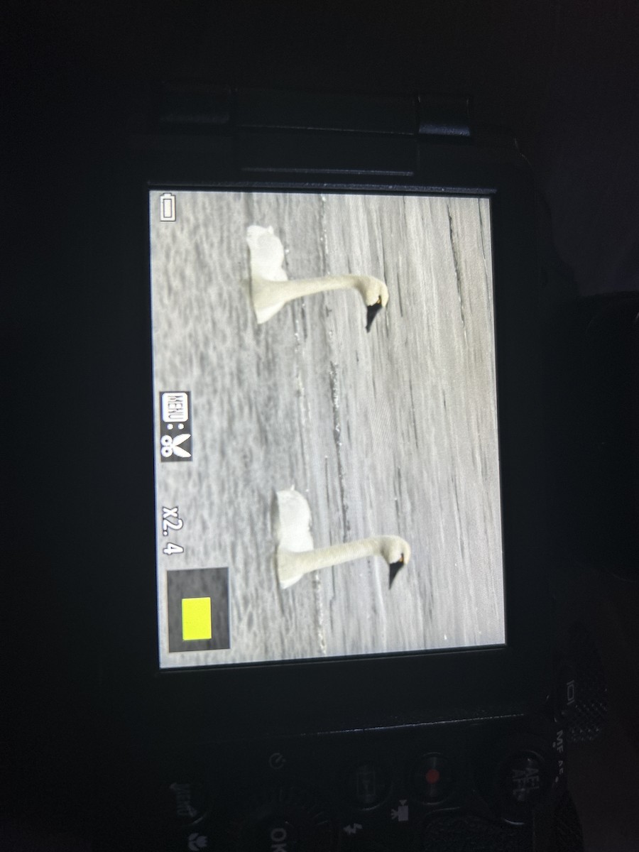 Tundra Swan - ML615606340