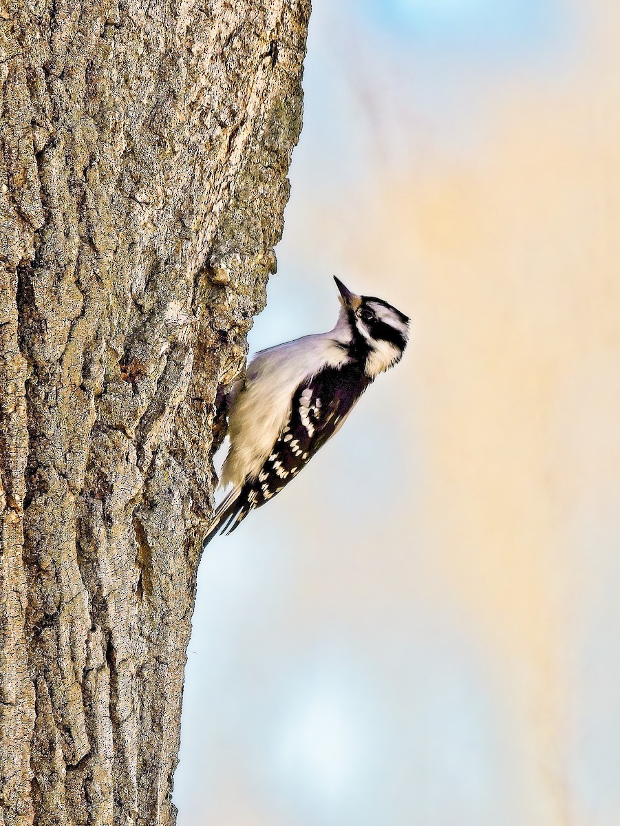 Downy Woodpecker - ML615606354