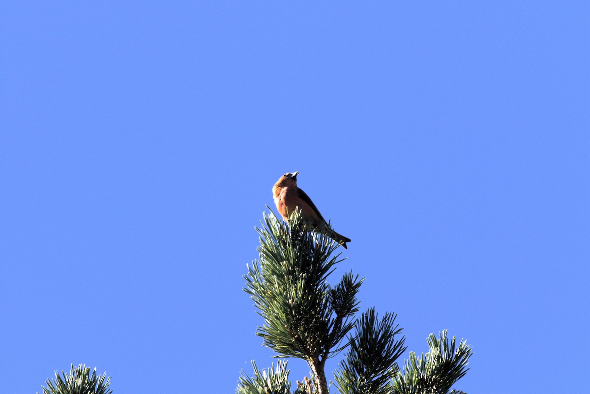 Red Crossbill - Andrew Barski