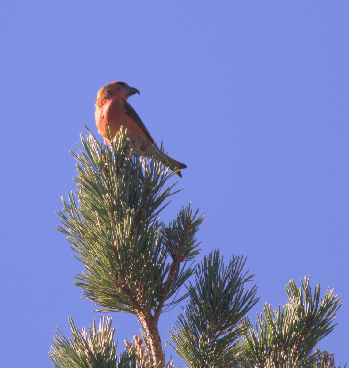 Bec-croisé des sapins - ML615606367