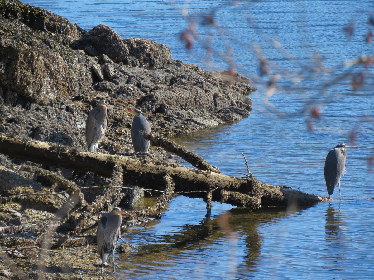 Great Blue Heron - Teresa Weismiller