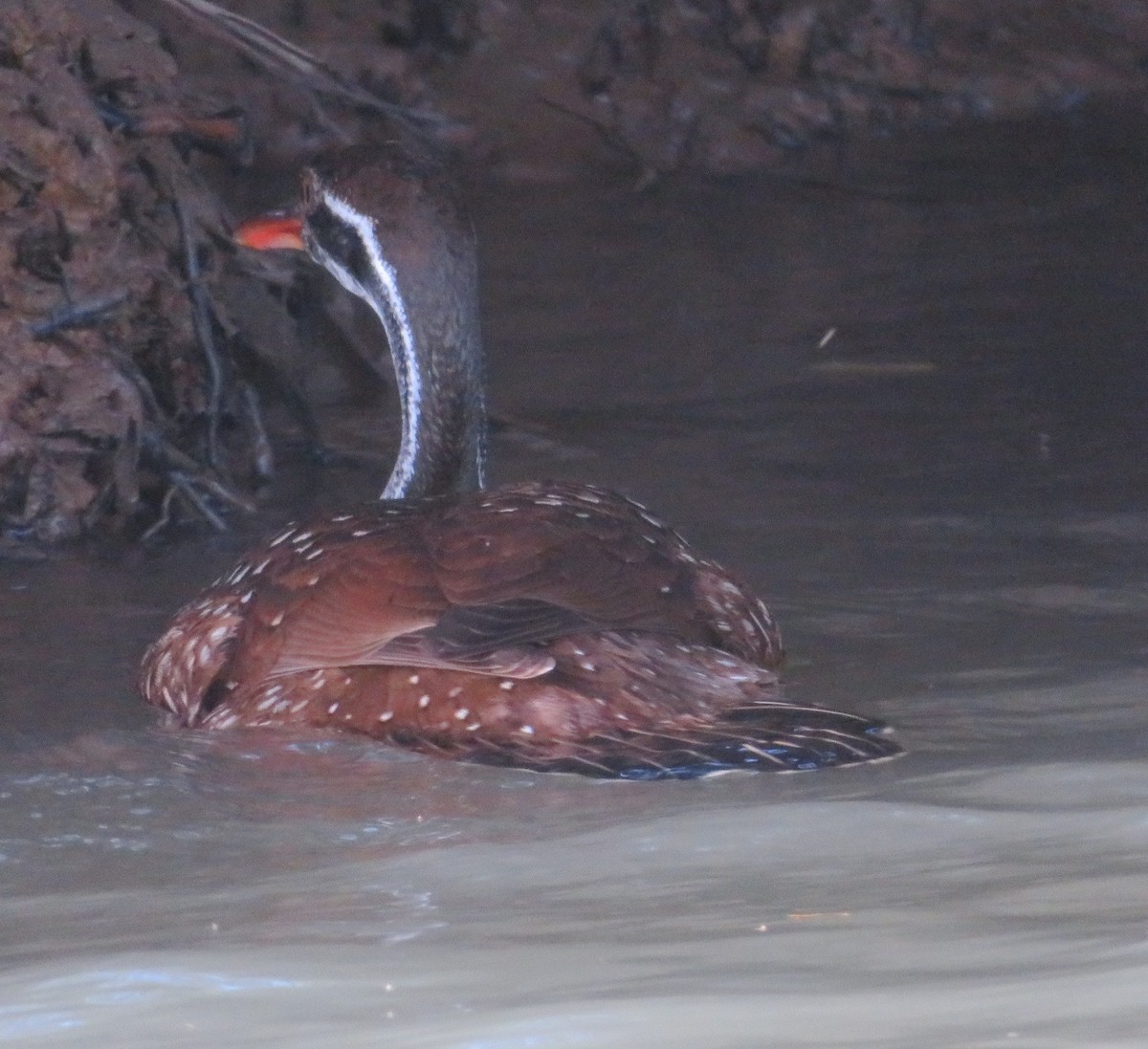 African Finfoot - ML615606473