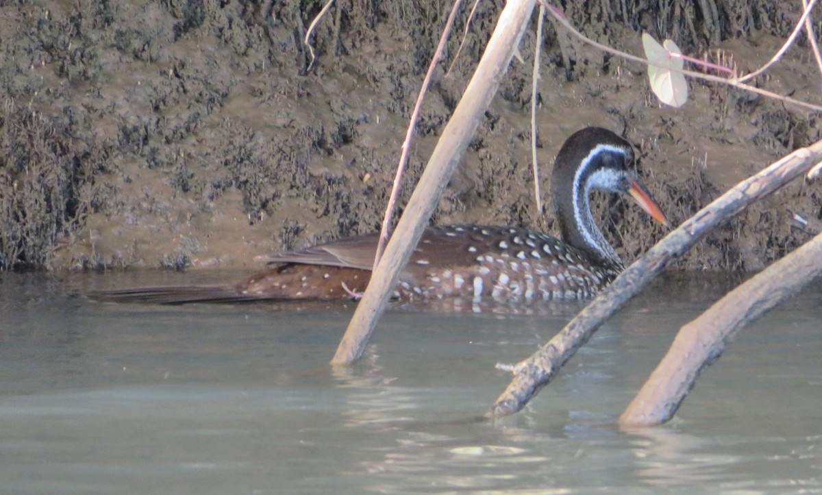 African Finfoot - ML615606474