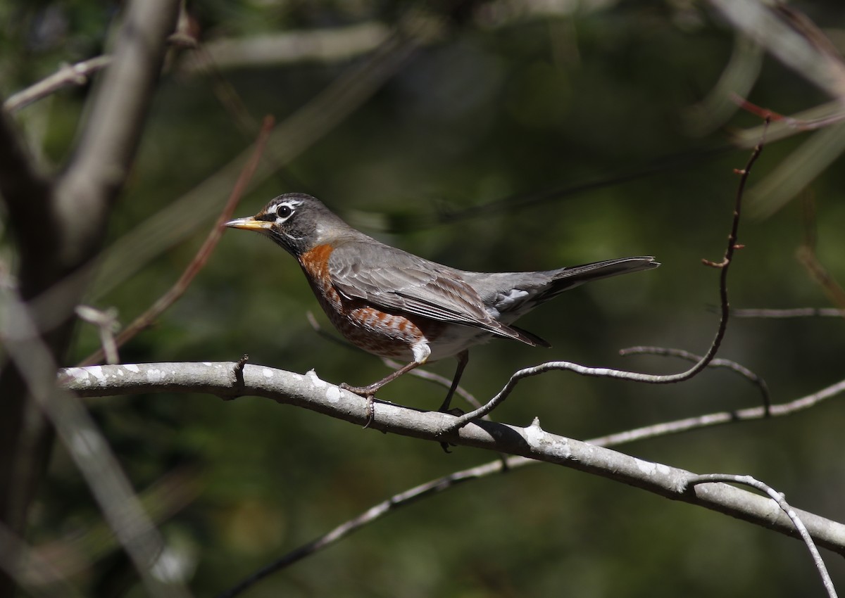 American Robin - ML615606497