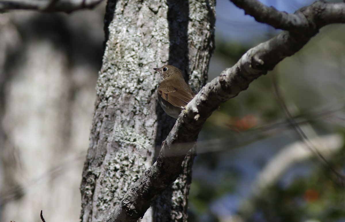 Hermit Thrush - ML615606500