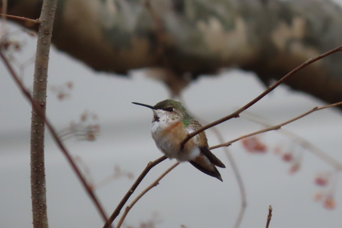 Rufous Hummingbird - ML615606511