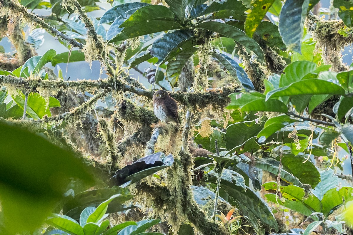 Cloud-forest Pygmy-Owl - ML615606554