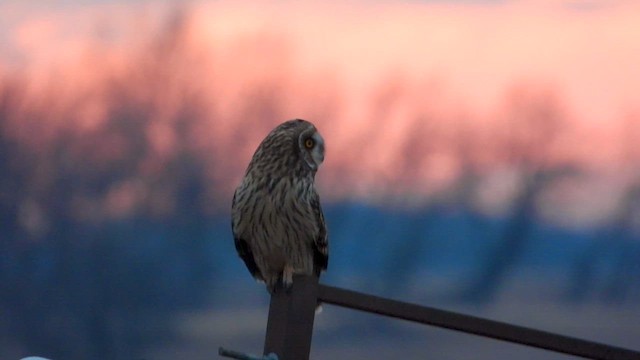 Short-eared Owl - ML615606602