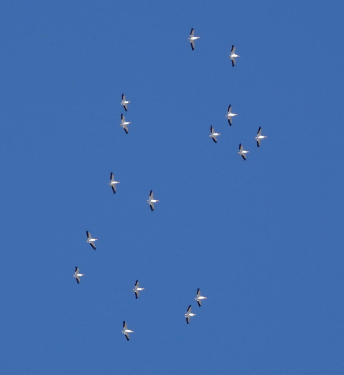 American White Pelican - ML615606629