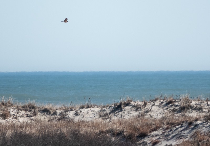 Northern Harrier - ML615606639