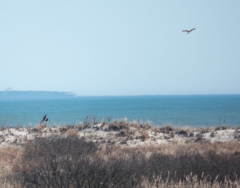 Northern Harrier - ML615606640