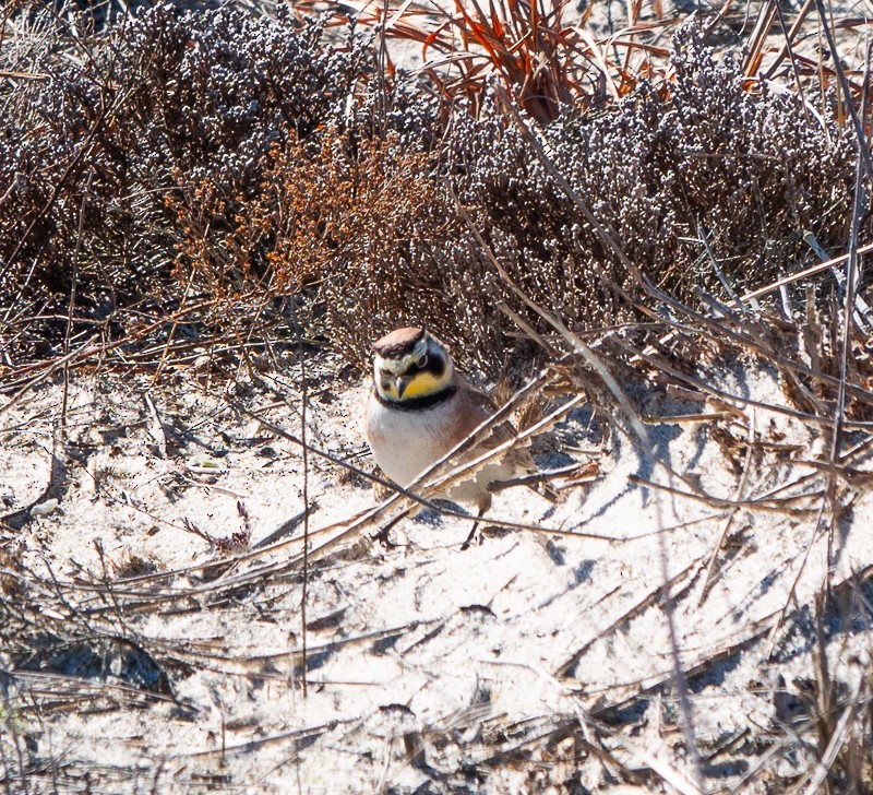 Horned Lark - Lynne Hertzog