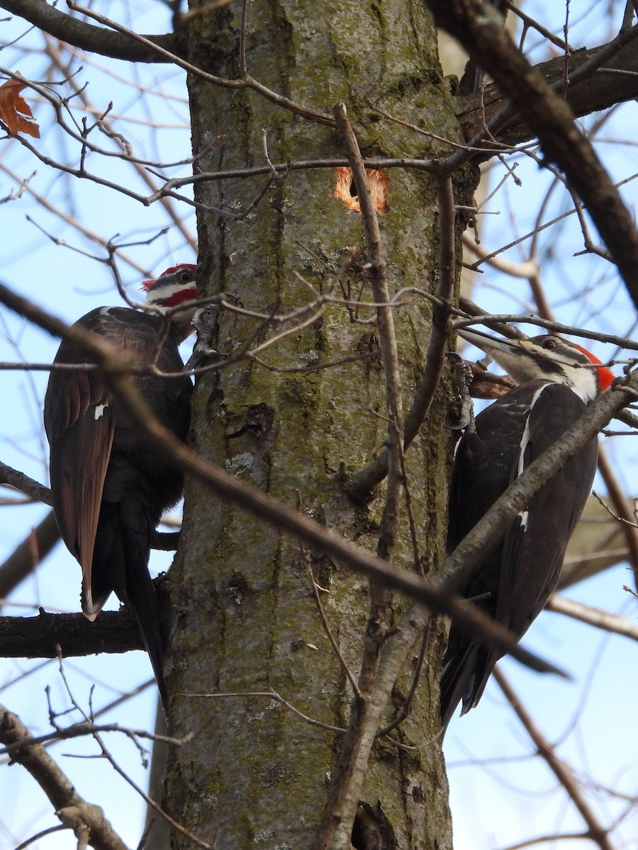 Pileated Woodpecker - ML615606680