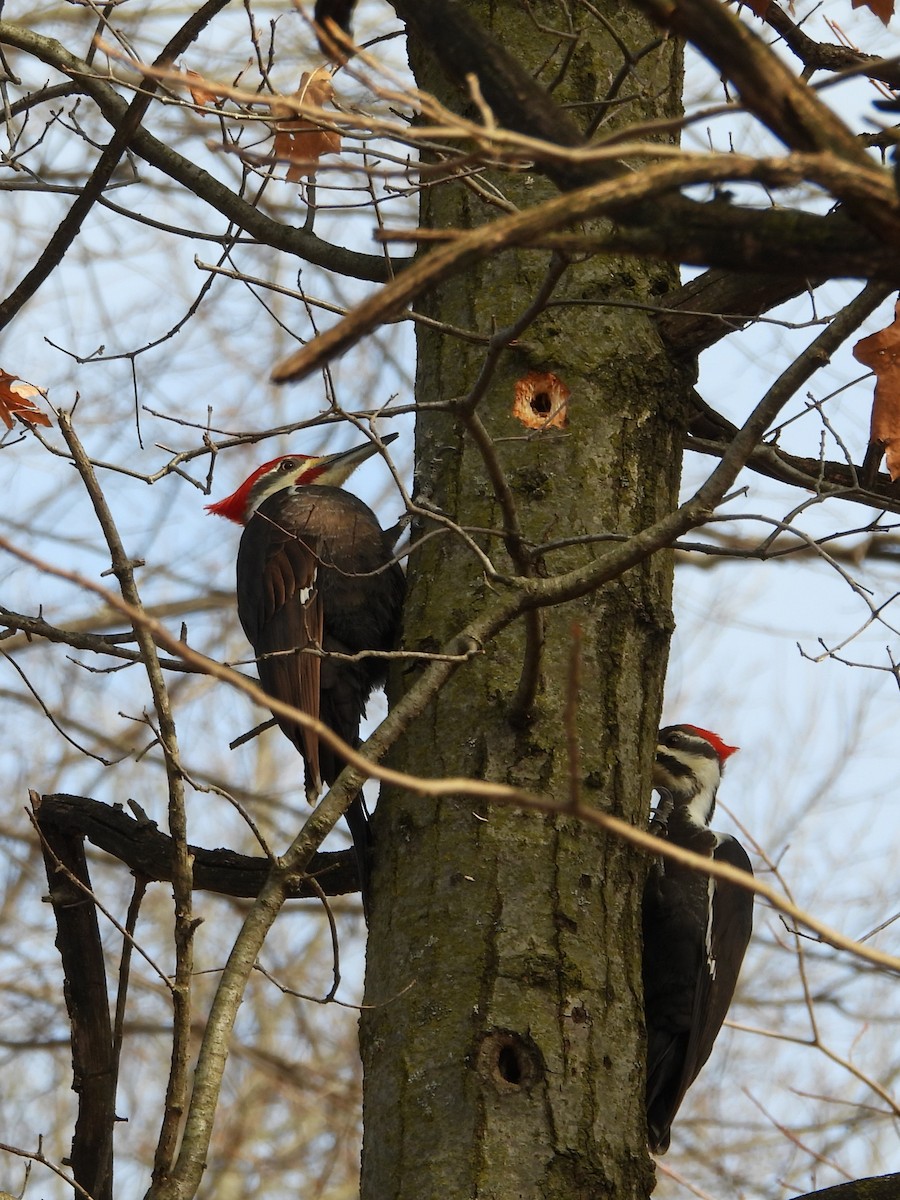 Pileated Woodpecker - ML615606681