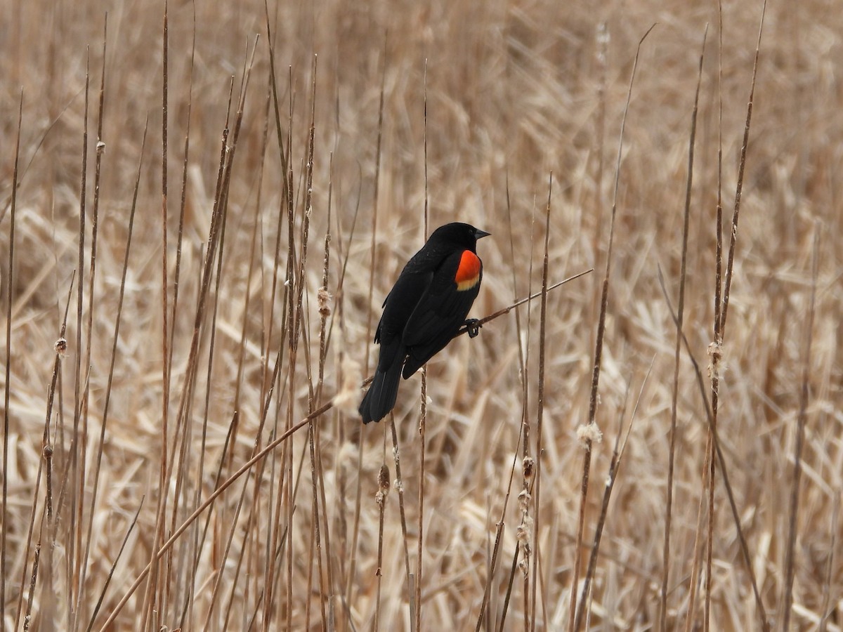 Red-winged Blackbird - ML615606752
