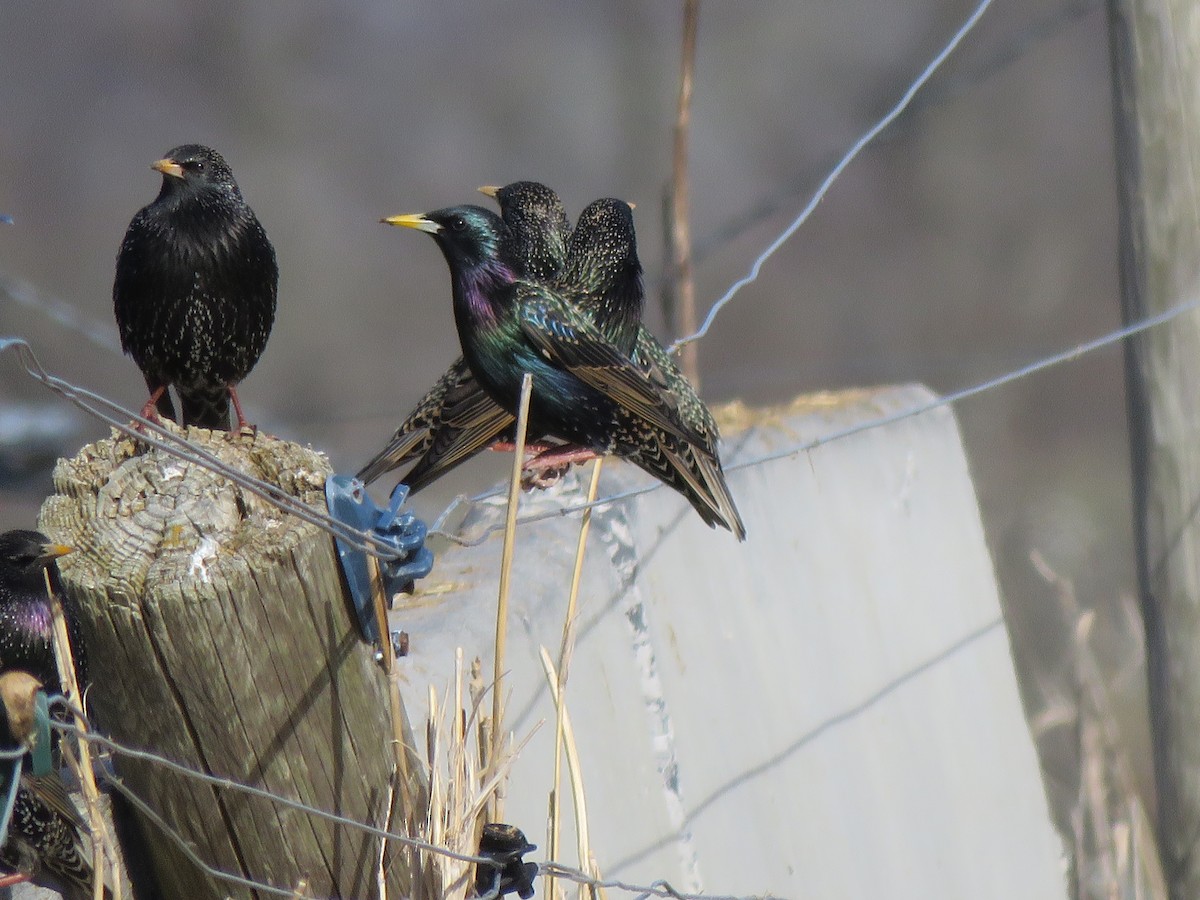 European Starling - ML615606806