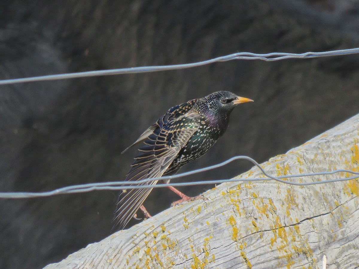 European Starling - ML615606807