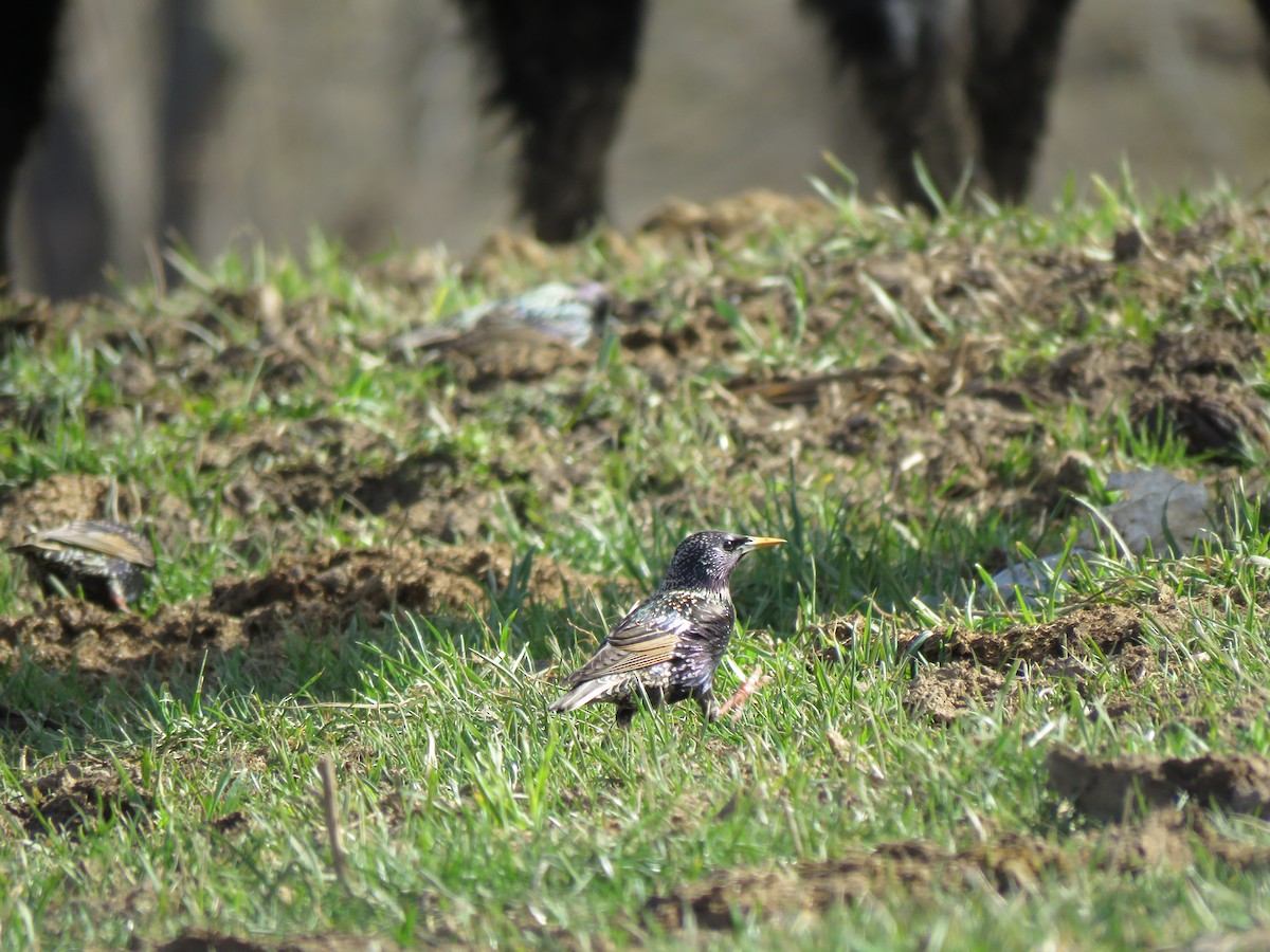 European Starling - ML615606808