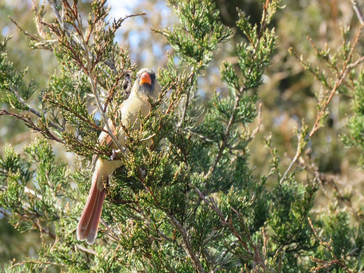 Northern Cardinal - ML615606818