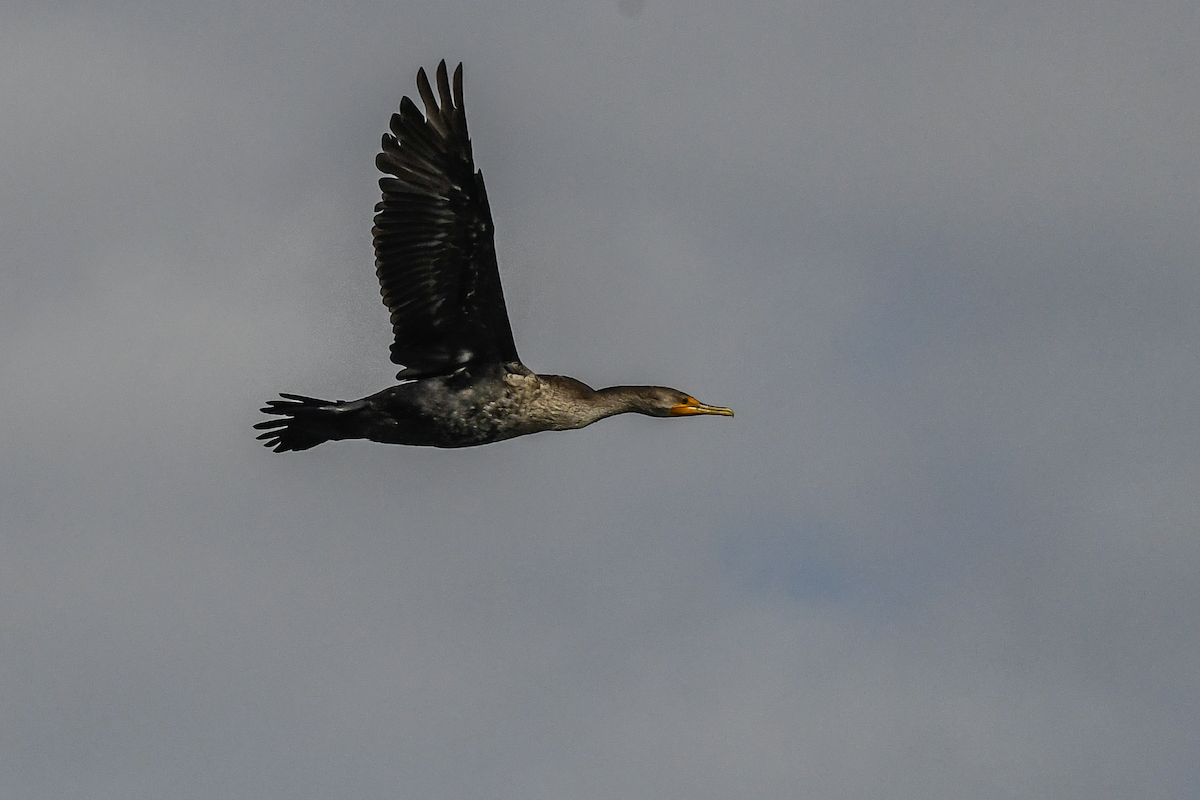 Double-crested Cormorant - Erik Martin