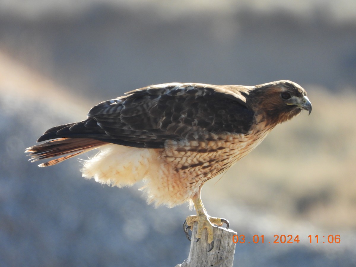 Red-tailed Hawk - ML615606854