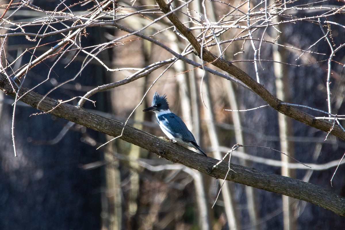Belted Kingfisher - ML615606898