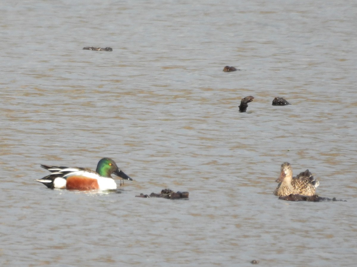 Northern Shoveler - ML615606963