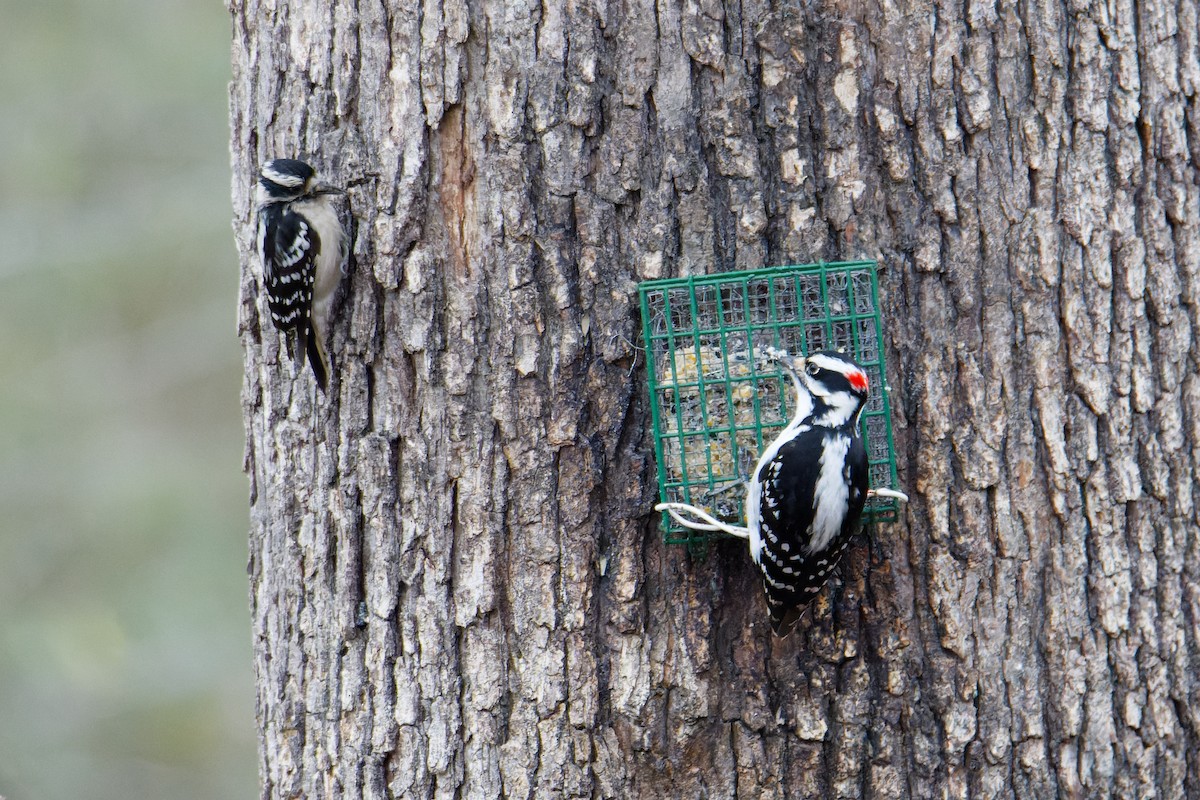 Hairy Woodpecker - ML615606974