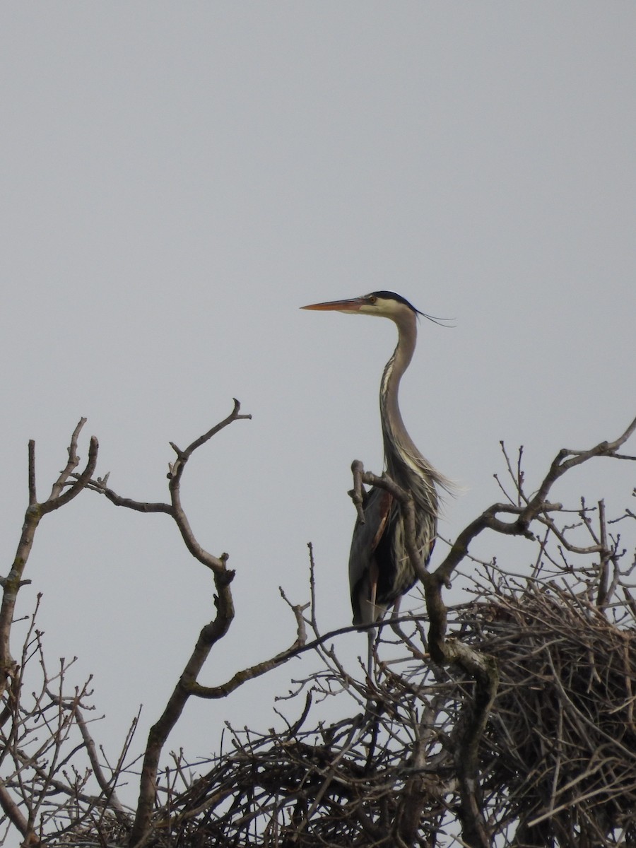 Great Blue Heron - ML615606981