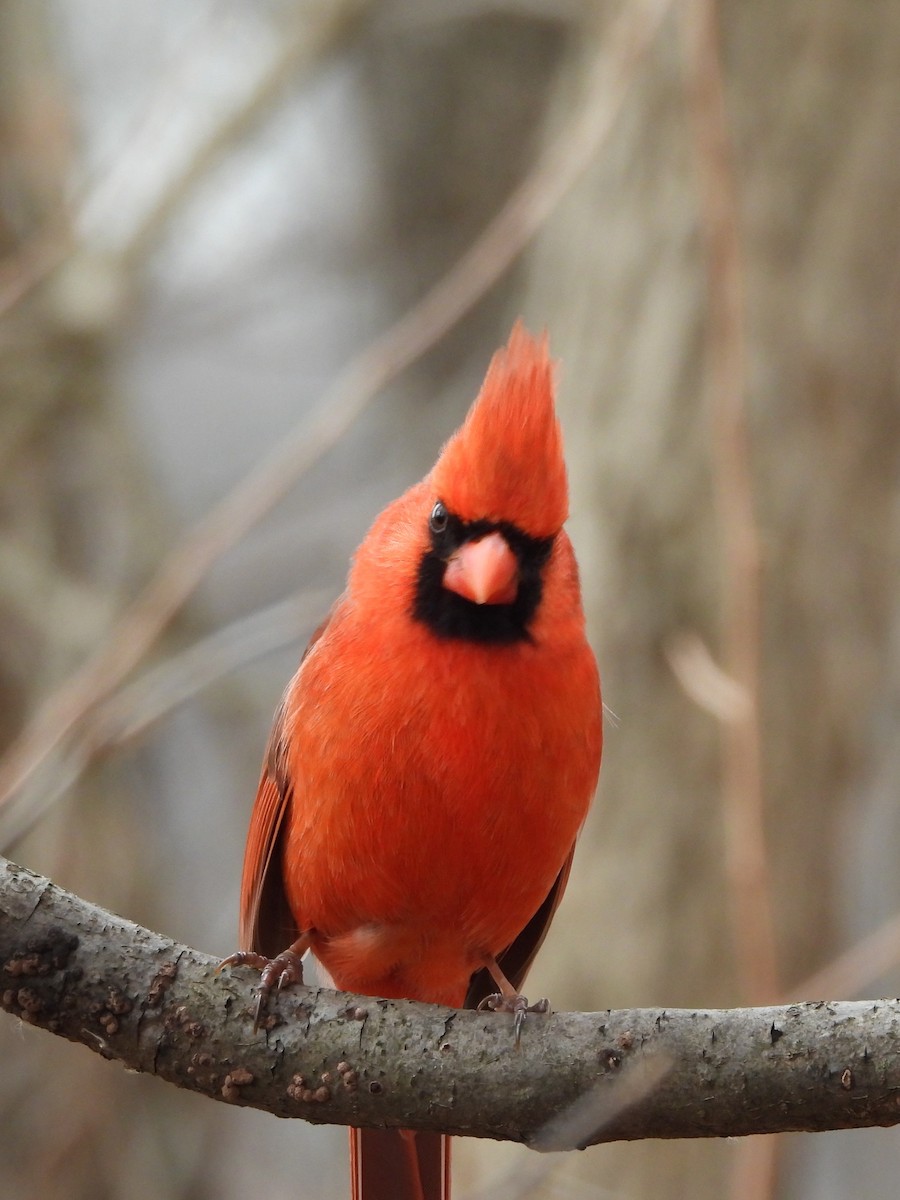 Northern Cardinal - ML615606994
