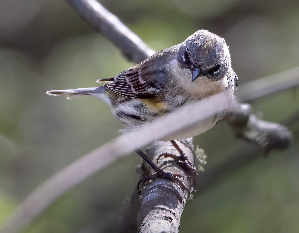 Yellow-rumped Warbler (Myrtle) - ML615607041