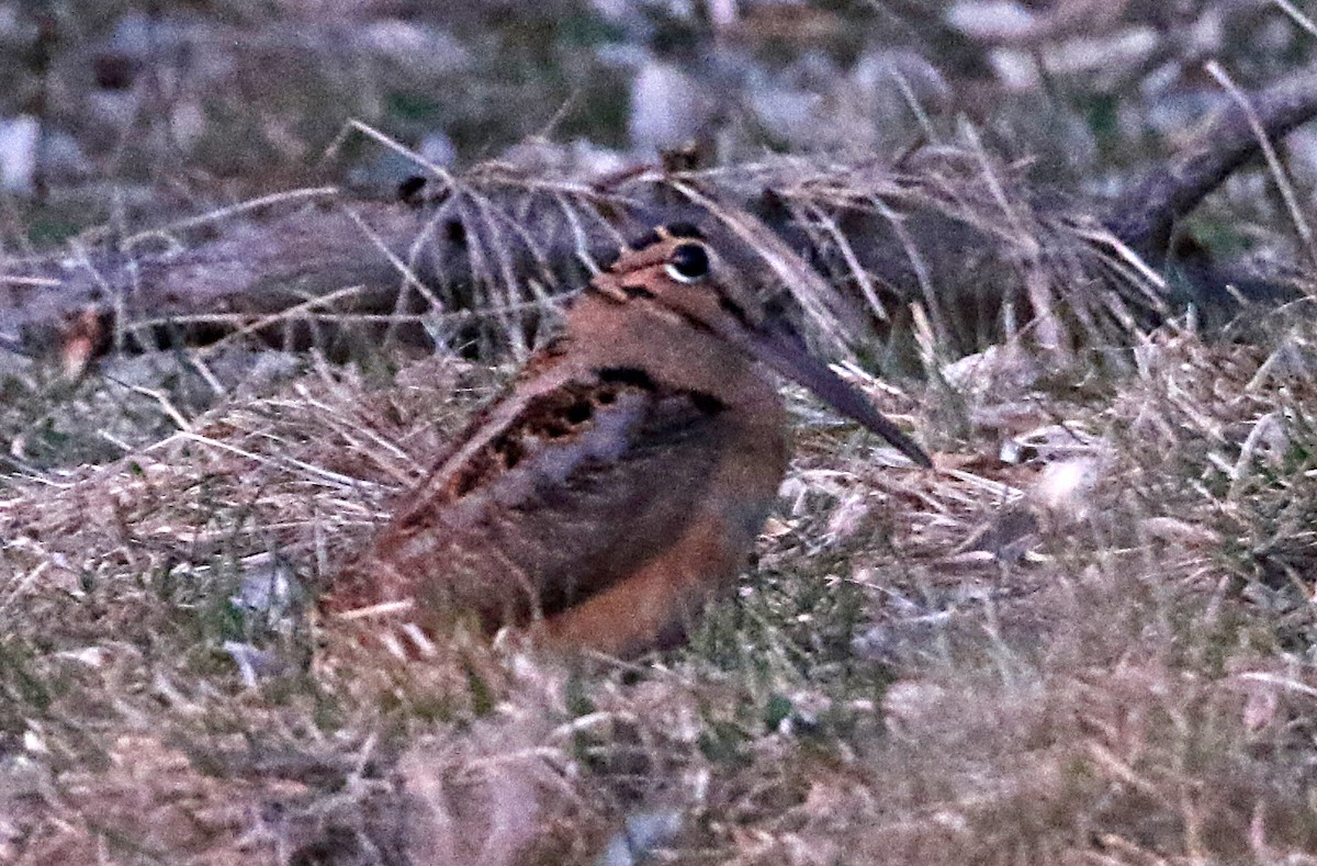 American Woodcock - H. Resit Akçakaya