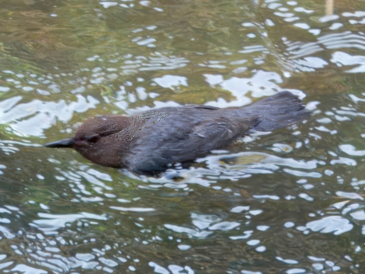 American Dipper - ML615607053