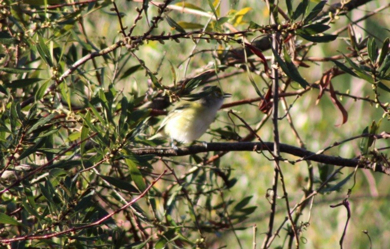 Ak Gözlü Vireo - ML615607060