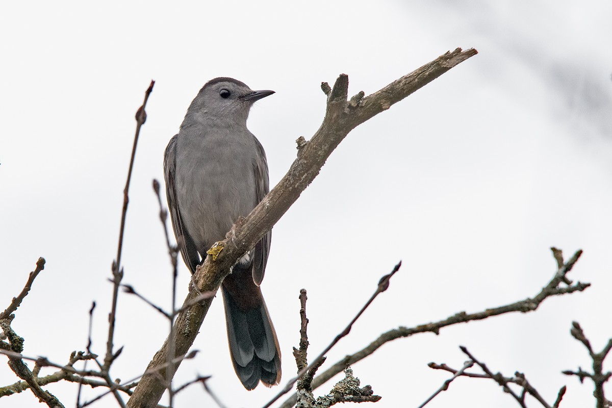 Gray Catbird - Sue Barth