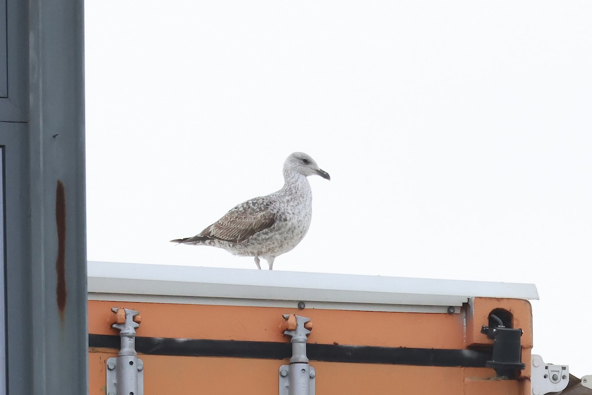 Yellow-legged/Lesser Black-backed Gull - ML615607110